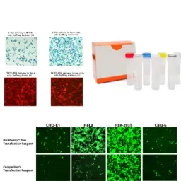 1700125H20Rik sgRNA CRISPR/Cas9 All-in-One Non-viral Vector set (Mouse)