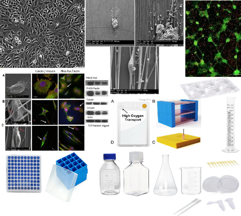  Amniotic Membrane -Mesenchymal Stem Cells (AM-MSC) and sleeve of CELLvo XF- Matrix T150 flasks