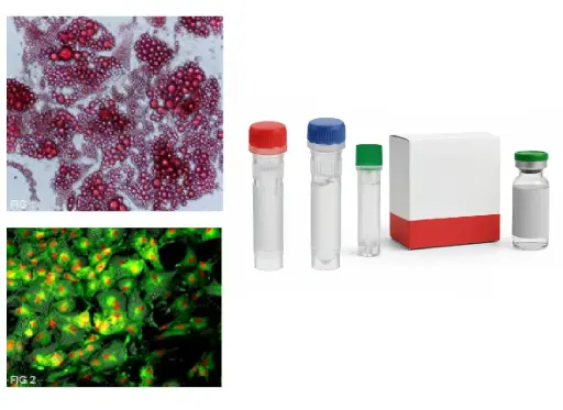 [ABM-T3001364] B4GALT2 CRISPR Knockout 293T Cell Line