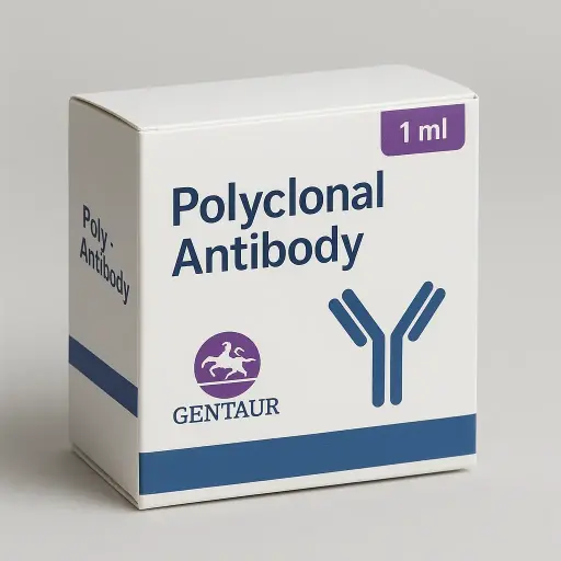 [anti25sk7737] anti-SBNO1 antibody